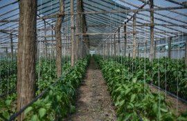 Maia Sandu vizită seră Ungheni - agroexpert.md