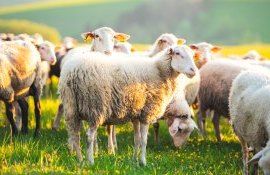 prima cademie pentru ciobani Bulgaria - agroexpert.md