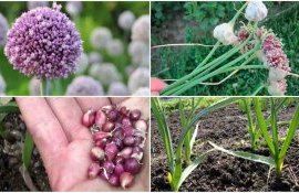 Как вырастить чеснок из семян - agroexpert.md