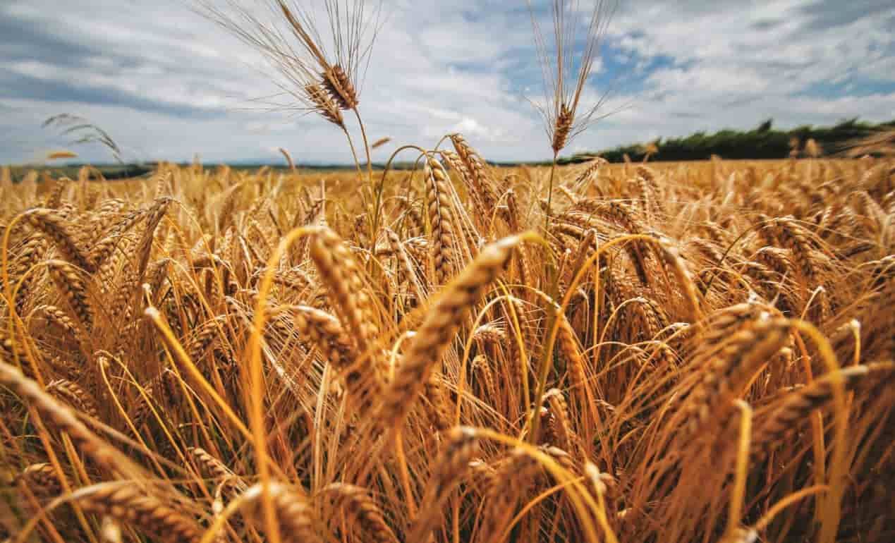 Кукуруза в качестве предшественника может повысить урожай пшеницы - agroexpert.md