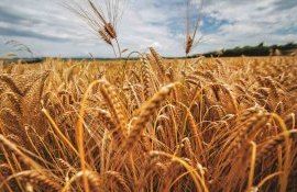 Кукуруза в качестве предшественника может повысить урожай пшеницы - agroexpert.md