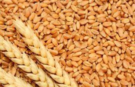 Preț grâu majorat, navă bombardată Marea Neagră - agroexpert.md