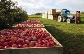 В Молдове 38 % активного населения задействовано в сельском хозяйстве - agroexpert.md