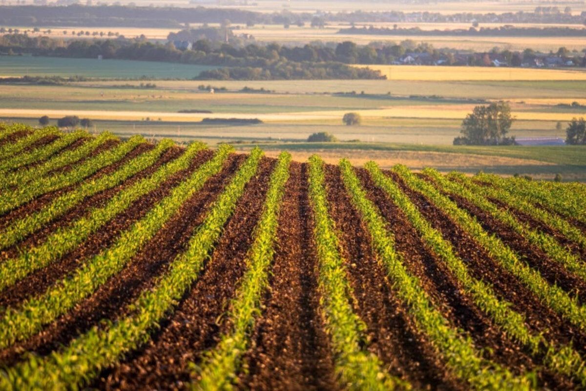 Executiv măsuri prevenire eragicare dăunător culturi agricole - agroexpert.md