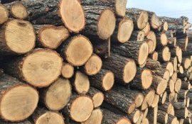 vânzări lemne Moldsilva - agroexpert.md