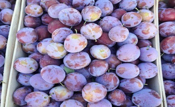 export prune moldovenești UE - agroexpert.md