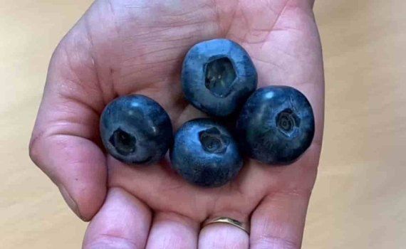 Голубика, ягоды которой будут втрое больше обычных - agroexpert.md