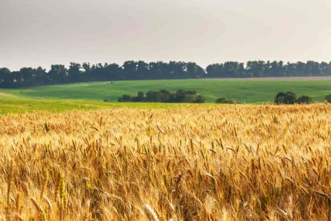 Посев пшеницы по пшенице и его влияние на болезни и урожай - agroexpert.md