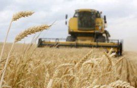 cercetări culturi cerealiere grupa I recolte grâu - agroexpert.md