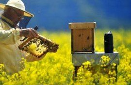 Ziua Națională a Apicultorului - agroexpert.md