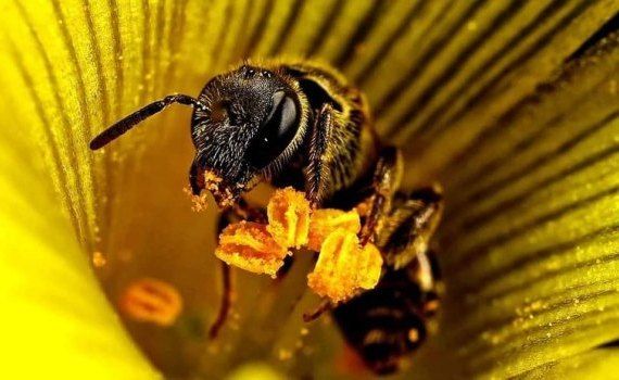 târg produse apicole Ziua Națională a Apicultorului - agroexpert.md