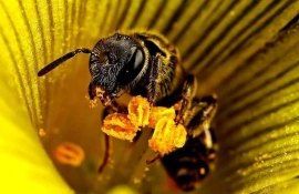 târg produse apicole Ziua Națională a Apicultorului - agroexpert.md