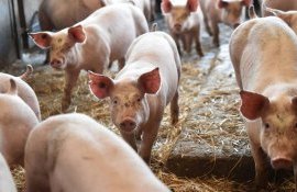 dăuă cazuri pestă porcină africană Cahul ANSA - agroexpert.md
