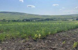 material săditor împădurire - agroexpert.md