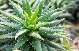 Кожура алоэ может стать сырьем для новых инсектицидов - agroexpert.md