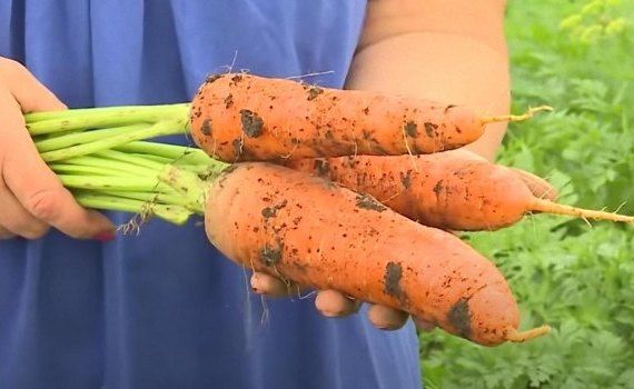 Почему морковь ушла в ботву: работа над ошибками - agroexpert.md