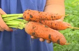 Почему морковь ушла в ботву: работа над ошибками - agroexpert.md