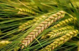 Тритикале – рост мирового спроса, прогнозы до 2028 года - agroexpert.md