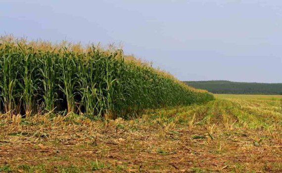 Послеуборочные посевы вики яровой повышают продуктивность кукурузы - agroexpert.md