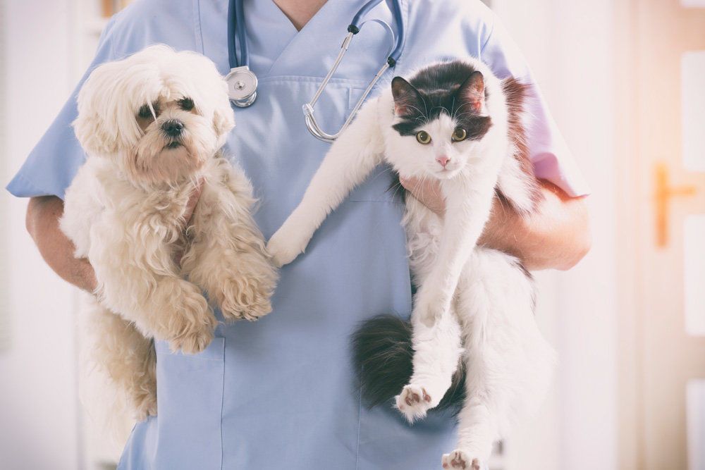 medic veterinar  - agroexpert.md