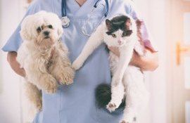medic veterinar  - agroexpert.md