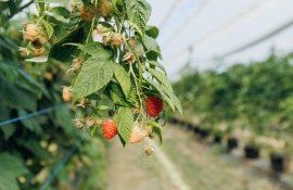 producerea zmeurului substrat risc schimbare climatică - agroexpert.md