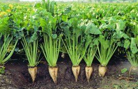 Selecția semințe sfeclă de zahăr metodă directă - agroexpert.md