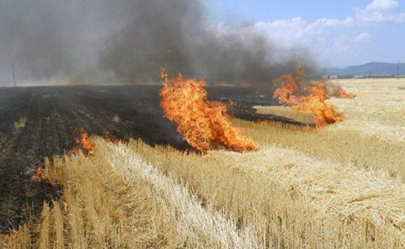 Cod galben incendiu Moldova - agroexpert.md