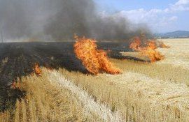 Cod galben incendiu Moldova - agroexpert.md