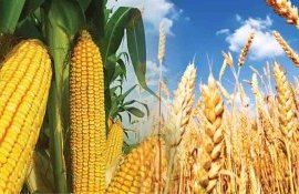 Урожайность пшеницы в ЕС составит 5,78 тонны на гектар, кукурузы — 7,45 - agroexpert.md