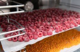 congelarea produselor afacere antreprenoare Tiraspol - agroexpert.md