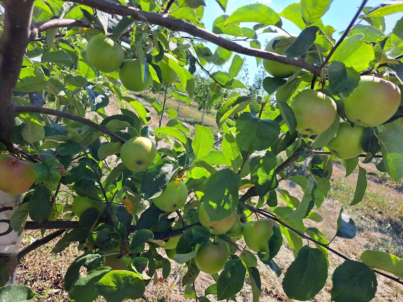 fermieri moldoveni expert german agricultura ecologică - agroexpert.md