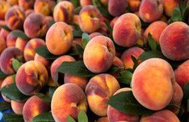Slusari sezon fructe supermarketuri produse străine - agroexpert.md