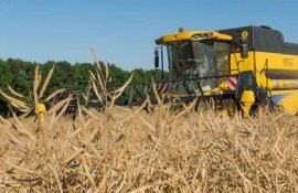 В Польше зафиксирован рекордный урожай рапса - agroexpert.md