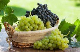 recolta struguri 2023 - agroexpert.md