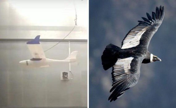 В Нидерландах разработали дрон, который парит как птица - agroexpert.md