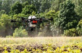 Советы агронома: как не потерять урожай подсолнечника на финише - agroexpert.md