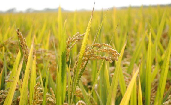 В Индии резко увеличили площади под рис - agroexpert.md