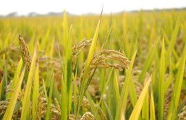 В Индии резко увеличили площади под рис - agroexpert.md