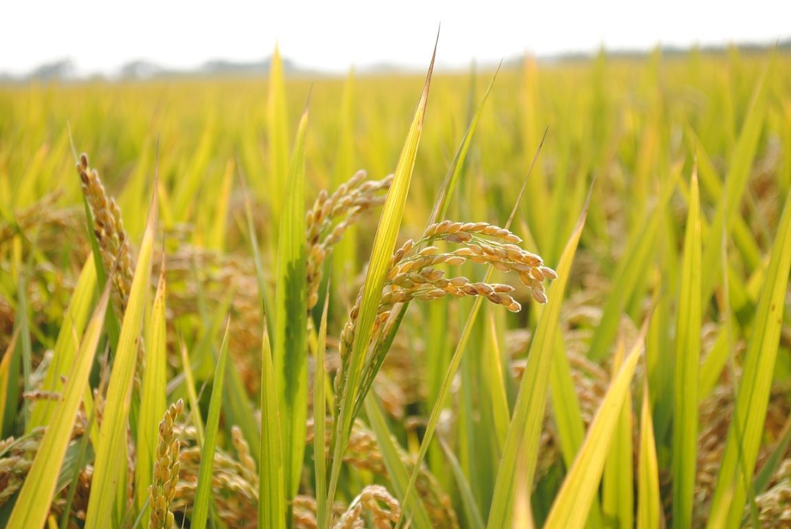 В Индии резко увеличили площади под рис - agroexpert.md