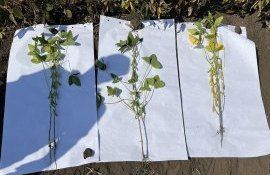 agricultori tehnici cultivare soia - agroexpert.md