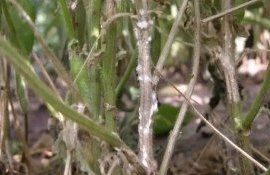 Ученые открыли гены устойчивости рапса к склеротиниозу - agroexpert.md
