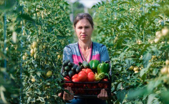Familie Ungheni produce legume eco - agroexpert.md