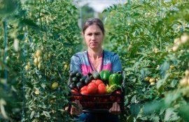 Familie Ungheni produce legume eco - agroexpert.md