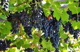 fermier Căușeni viță de vie - agroexpert.md