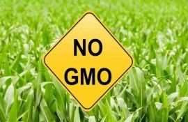 В Украине принят закон о ГМО - agroexpert.md