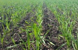 Как содержание сахаров в озимых коррелируется со сроками сева - agroexpert.md