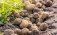 Ученые объяснили феномен «угревой сыпи» на картофеле - agroexpert.md