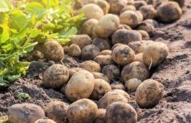 Ученые объяснили феномен «угревой сыпи» на картофеле - agroexpert.md