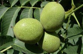 В Молдове ожидают хороший урожай ореха - agroexpert.md 